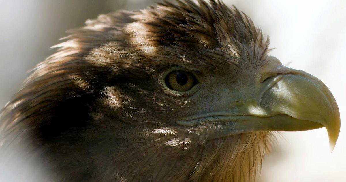 What's Wild | From Land to Sea | WLIW PBS