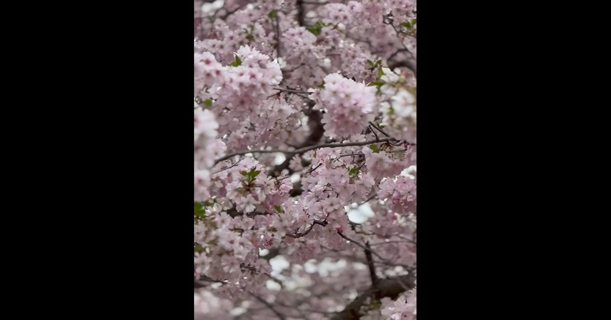 Chicago Tonight | Cherry Trees in Bloom at Jackson Park | Season 2025