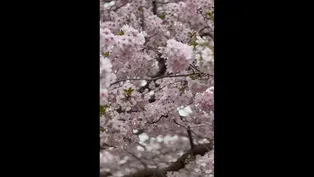 Cherry Trees in Bloom at Jackson Park