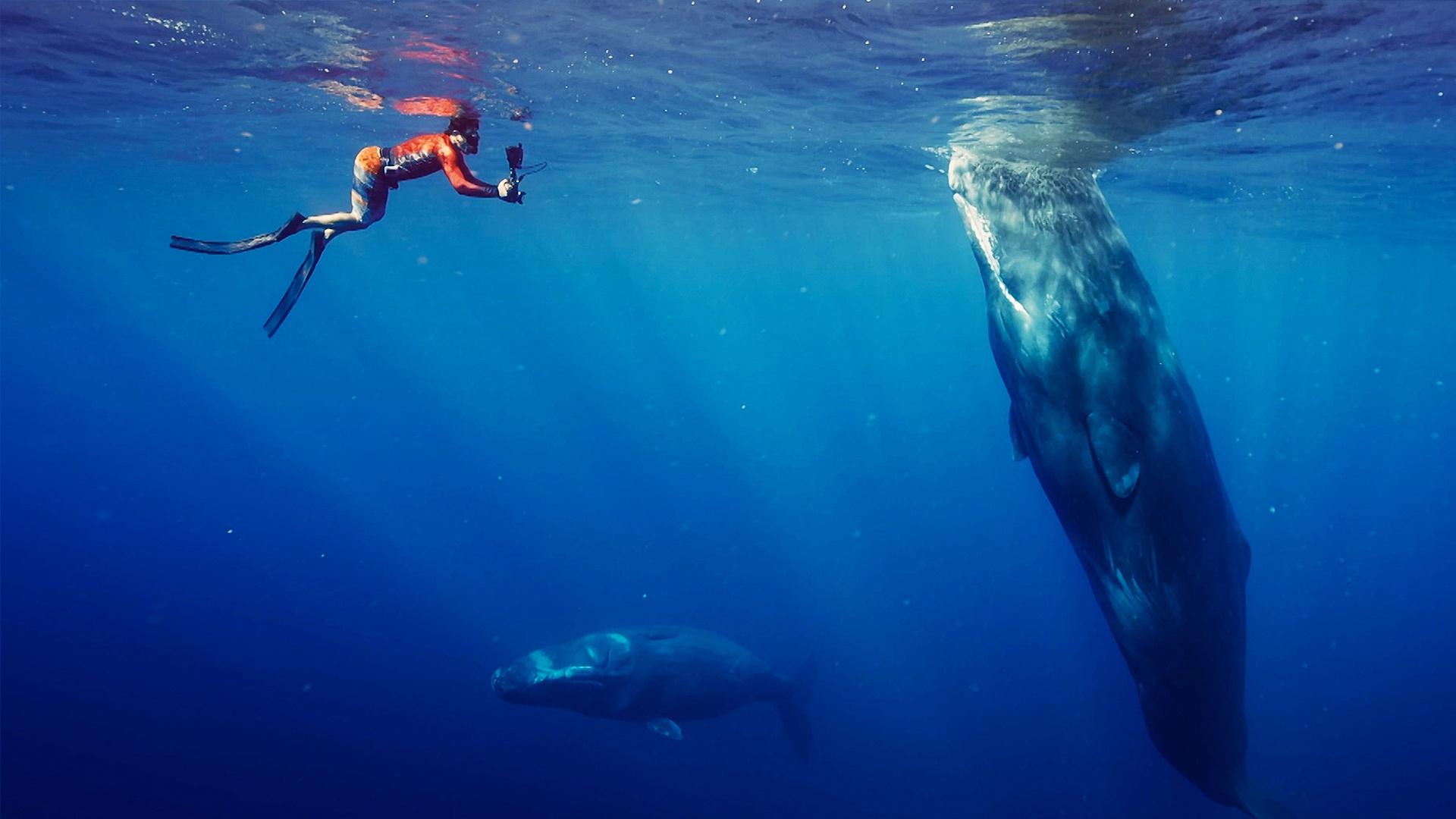 Befriending a Sperm Whale | Nature | THIRTEEN - New York Public Media