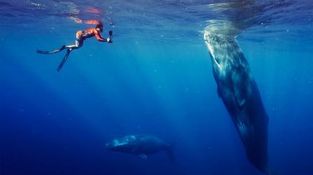 Video thumbnail: Nature Befriending a Sperm Whale