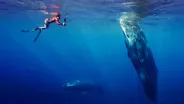 Befriending a Sperm Whale