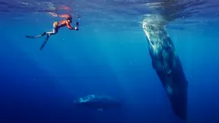 Befriending a Sperm Whale