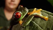 The Frog Ark | WILD HOPE