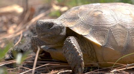 Video thumbnail: What's Wild The Tortoises That Get Down and Dirty