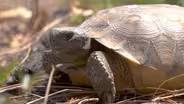 The Tortoises That Get Down and Dirty