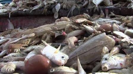 Video thumbnail: Earth Focus Shrimp and Cell Phones: The Toxic Side of Profit