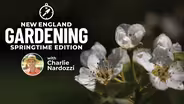 New England Gardening w. Charlie Nardozzi Springtime Edition