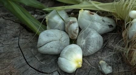 Video thumbnail: Backyard Farmer Corn Fungus & Landscape Renovation