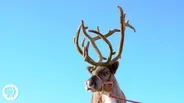 Why Reindeer and Their Cousins are Total Boneheads