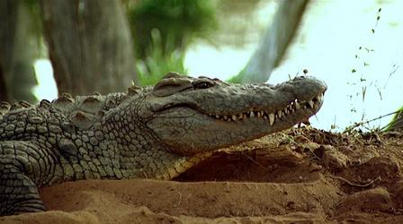 Video thumbnail: Nature The Reptiles: Alligators and Crocodiles