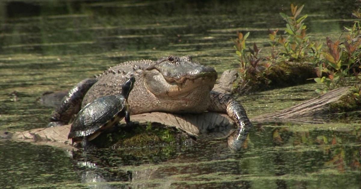 Merchants Millpond, the Most Remote State Park in North Carolina -  Explanders