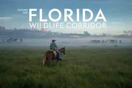 Saving the Florida Wildlife Corridor | Preview