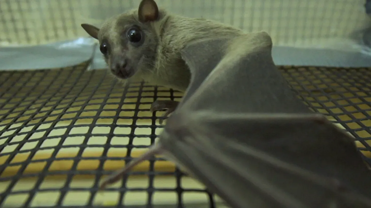 Bats, Brains, and Mudslides!