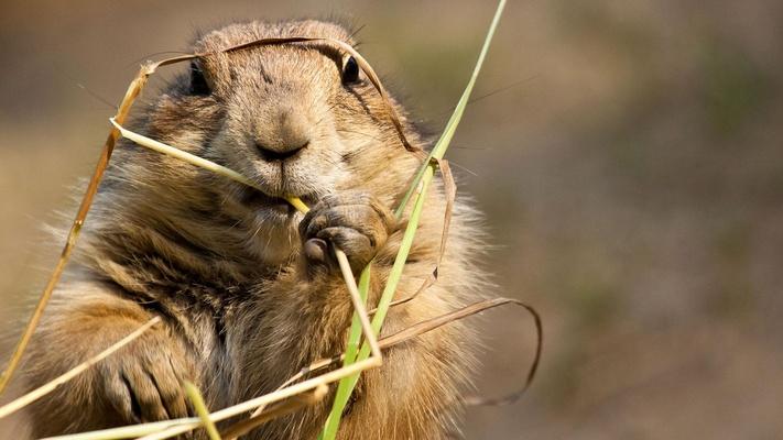 Burning North: asset-mezzanine-16x9