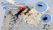 Aquatic Macroinvertebrates