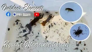 Aquatic Macroinvertebrates