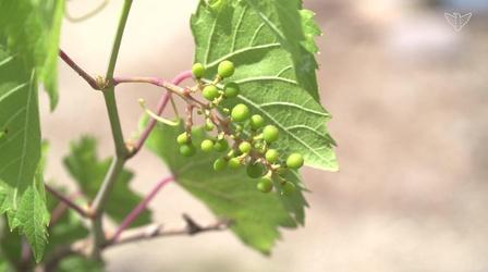 Video thumbnail: South Dakota Home Garden South Dakota Home Garden: Small Fruits