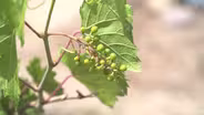South Dakota Home Garden: Small Fruits