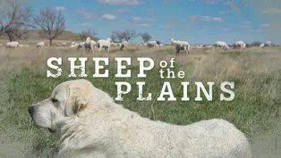 Dakota Life Detours Sheep of the Plains