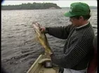 Bouncing the Bottom for Quebec Walleye