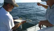 Live Baiting Spanish Mackerel