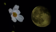 Light Pollution and Plants