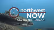 Saving the Salmon - Oct. 9