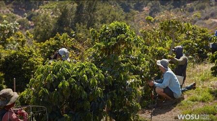 Video thumbnail: QED With Dr. B Sequencing the Coffee Genome