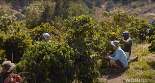 Sequencing the Coffee Genome