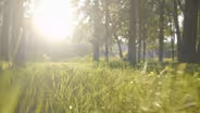 African American History: Green Pastures