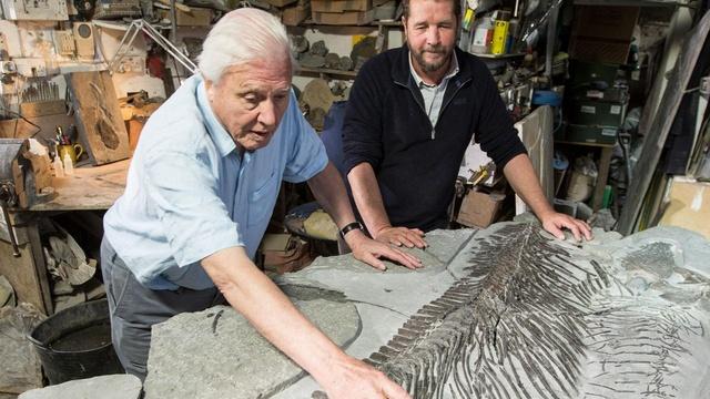 Nature | Discovering a New Ichthyosaur