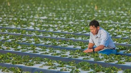 Video thumbnail: ViewFinder The Sweet History of California Strawberries