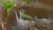 Hummingbird