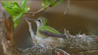 Hummingbird