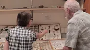 Cicadas Around the World