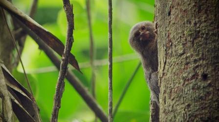 Video thumbnail: Nature Meet the World's Smallest Monkey