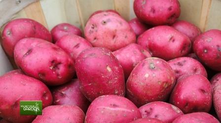 Video thumbnail: You Bet Your Garden You Bet Your Garden Ep: 135 Grow Your Own Super Spud