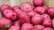 You Bet Your Garden Ep: 135 Grow Your Own Super Spud