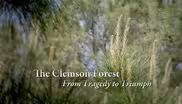 The Clemson Forest – From Tragedy to Triumph