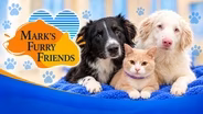Bailey, Merle and Austin 21 | Mark's Furry Friends