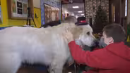 Therapy dog helps kids read at Sussex County school