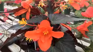 Spring Vegetables, Begonias, and Azaleas