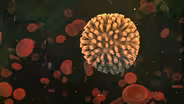 The Two Viruses That We’ve Had For Millions of Years