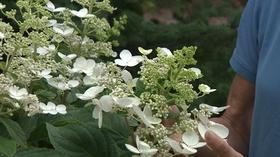 Video thumbnail: Backyard Farmer Backyard Farmer: Management for Hydrangea Plants