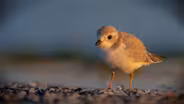 The Montrose Beach Piping Plovers