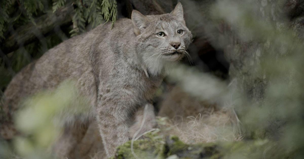 Human Elements | Lynx on a Scorched Landscape | Season 4 | PBS