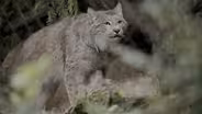 Lynx on a Scorched Landscape
