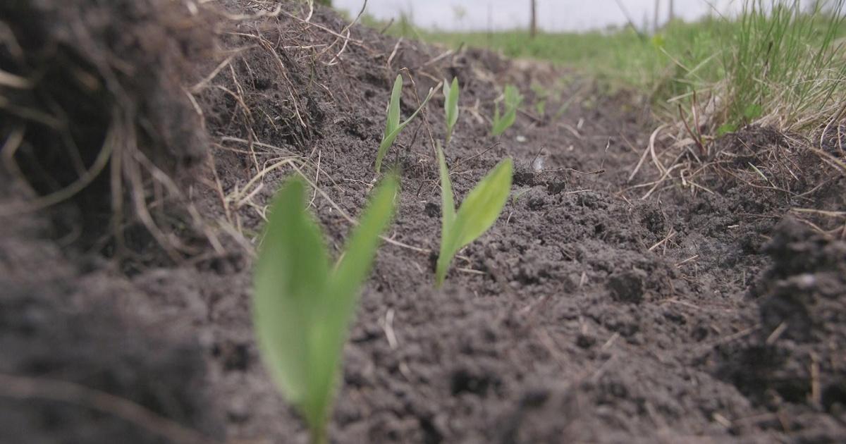 Wisconsin Life Heirloom Seeds Season 6 Episode 7 PBS