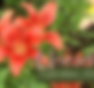 Unearthed: Garden Stories